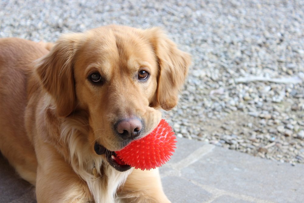 Hund med boll i munnen