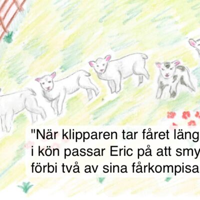 Fyra vita får och ett otåligt brokigt