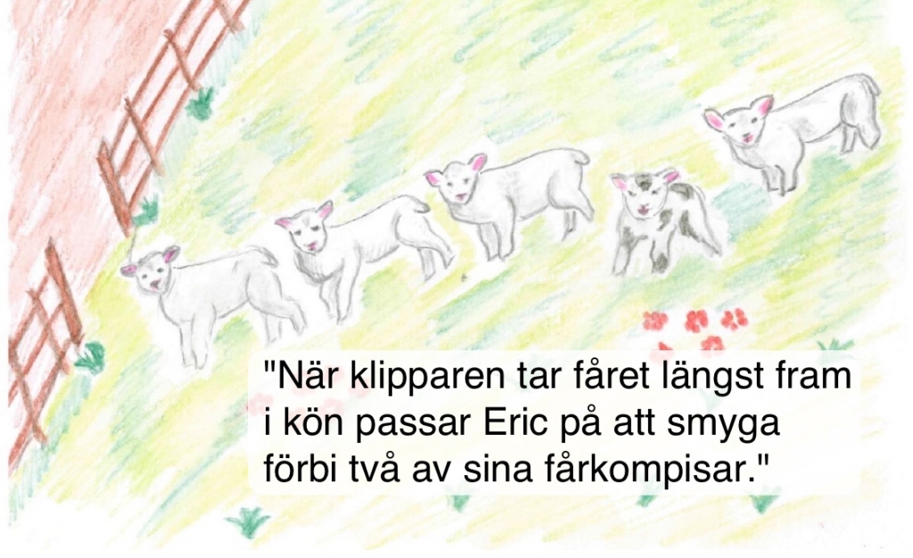 Fyra vita får och ett brokigt