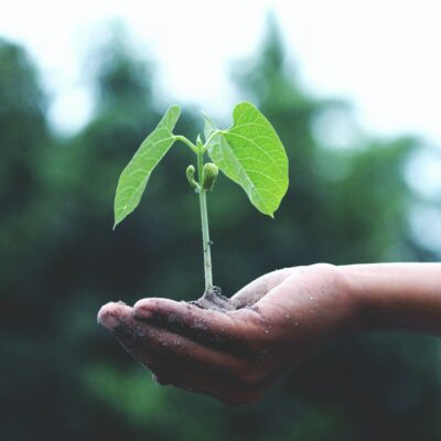 En kupad hand håller en spröd planta.